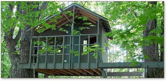 Side view of green Zelkova treehouse